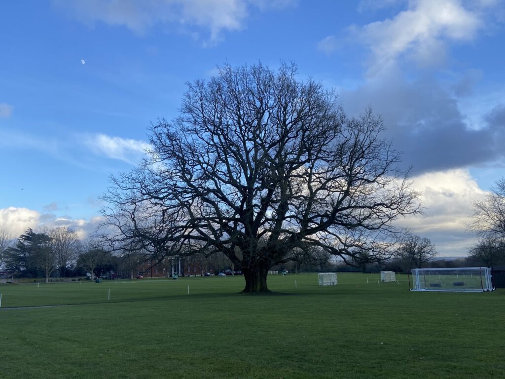 Lightning Oak and sports pitches Haileybury