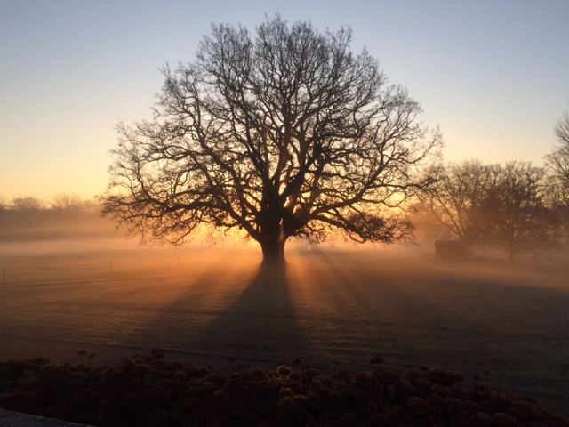 Image of Lightning Oak Haileybury by William Flint-Cahan