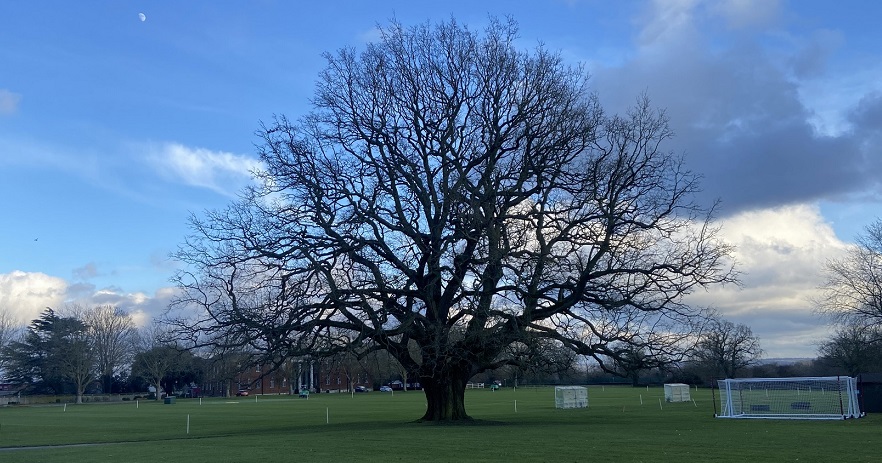 Image of Lightning Oak Haileybury